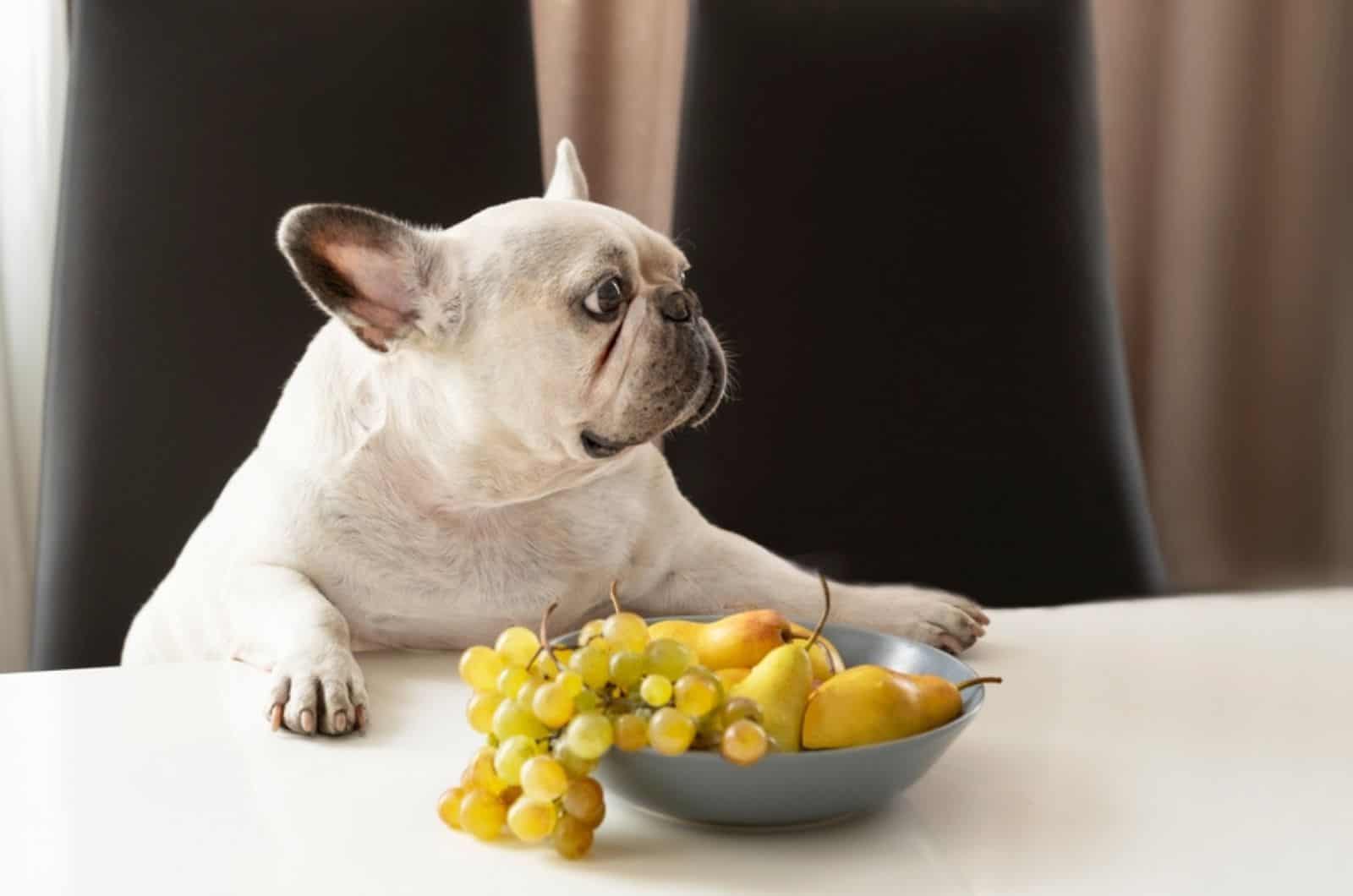 white french bulldog sits at a table with grapes and pears in a bowl