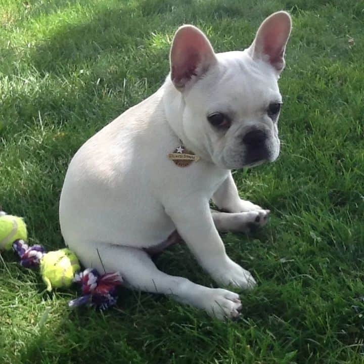 white french bulldog sitting on the grass