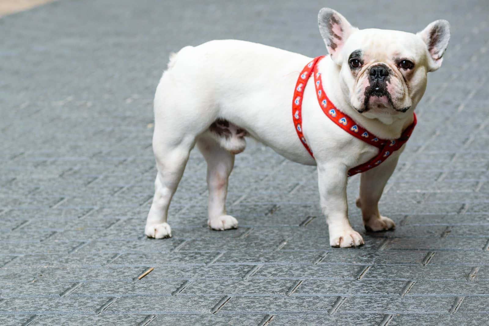 White French Bulldogs