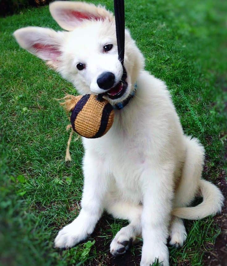 white german puppy playing