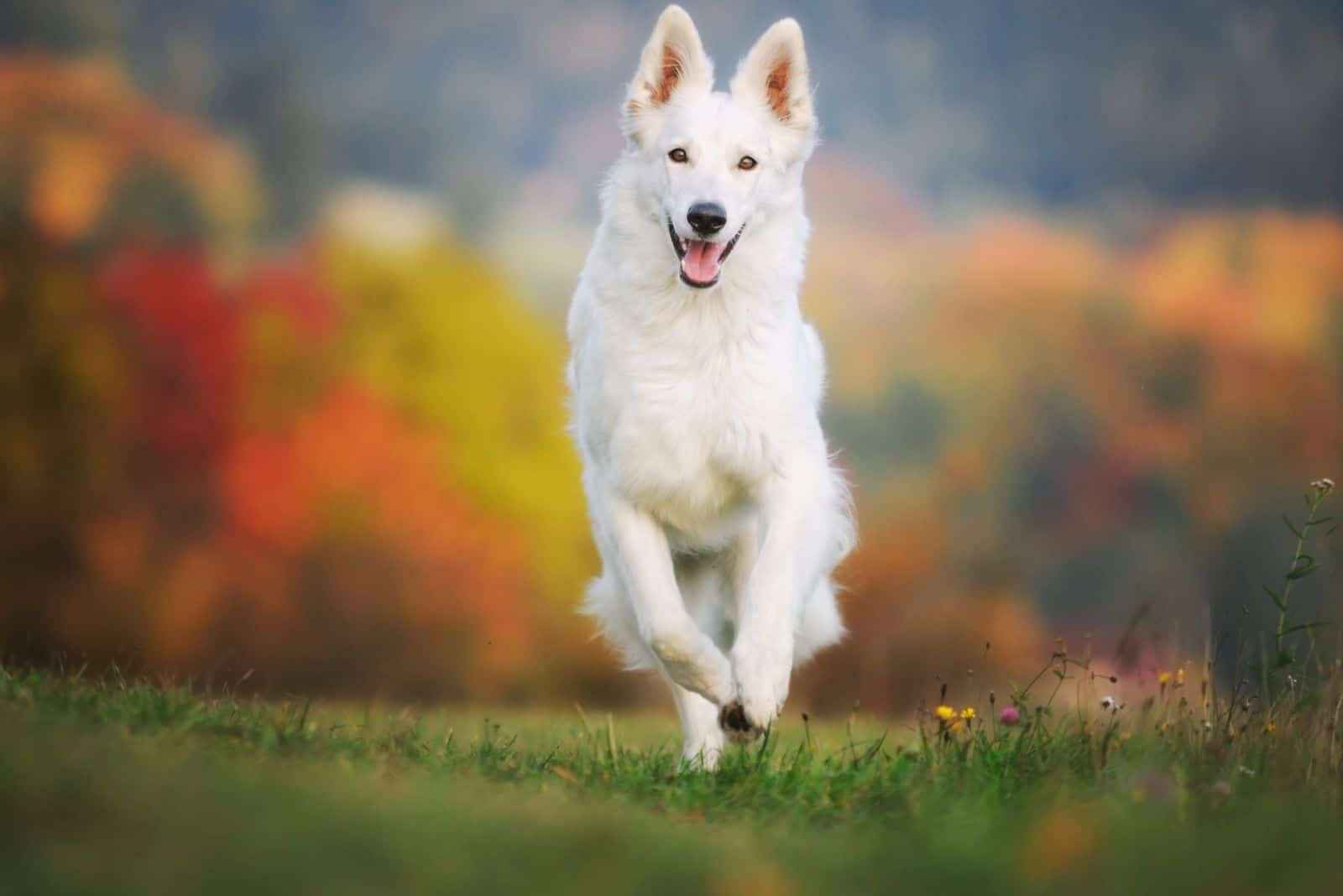 white german sheepdog running near the autum garden