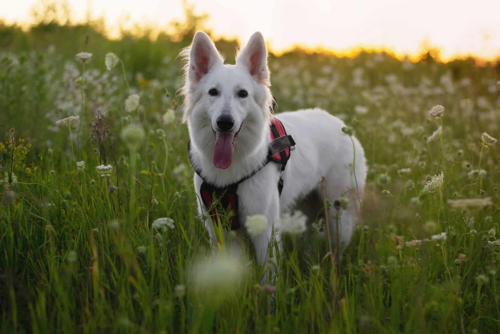 snowy white german shepherd dog standing in the middle of the meadows