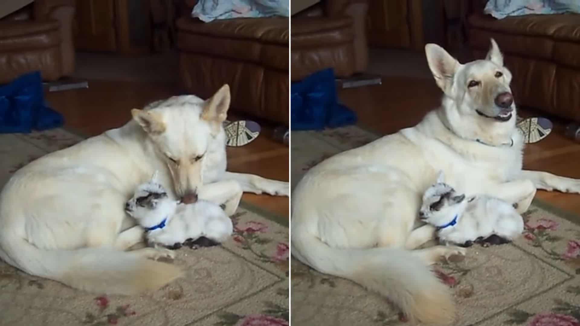 White German Shepherd Cuddles Pygmy Goat Like Her Own Puppy