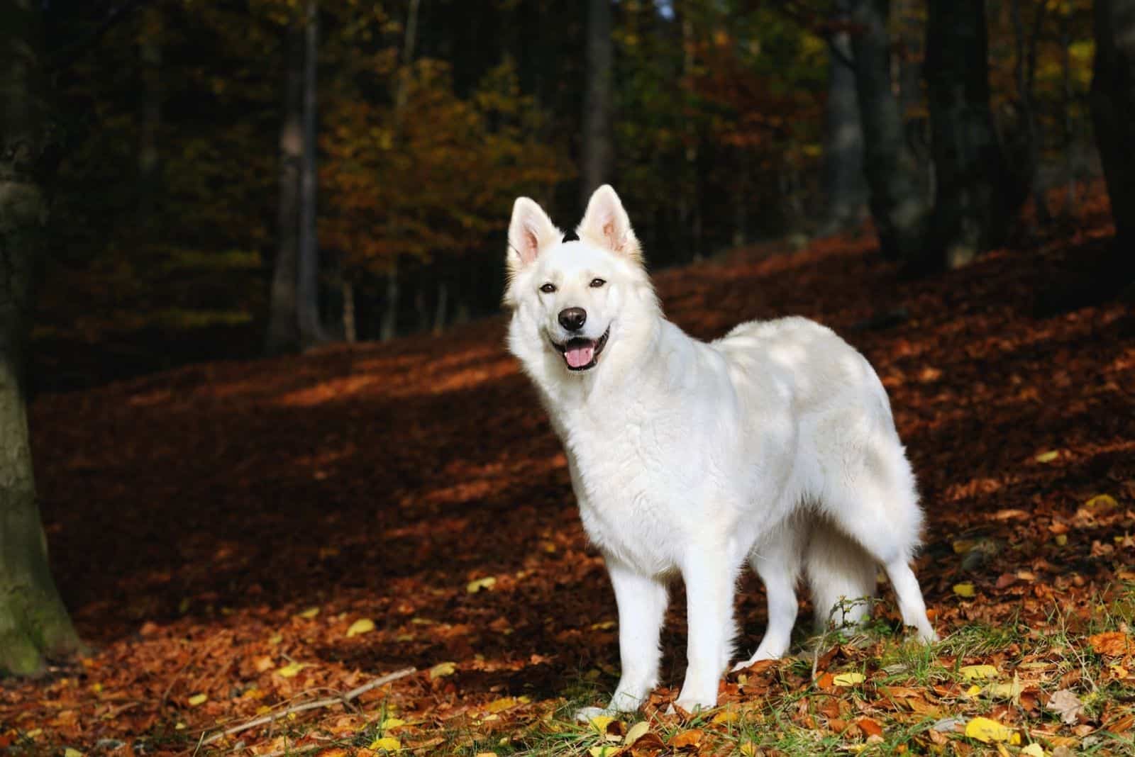 white german shepherd dog