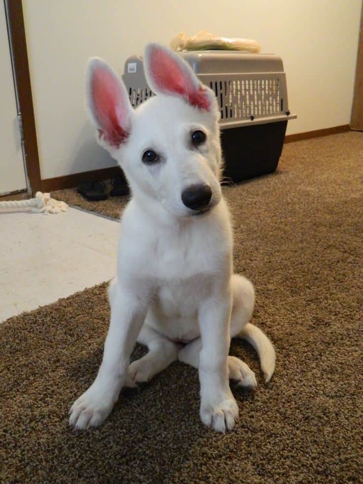 white german shepherd puppy head tilt