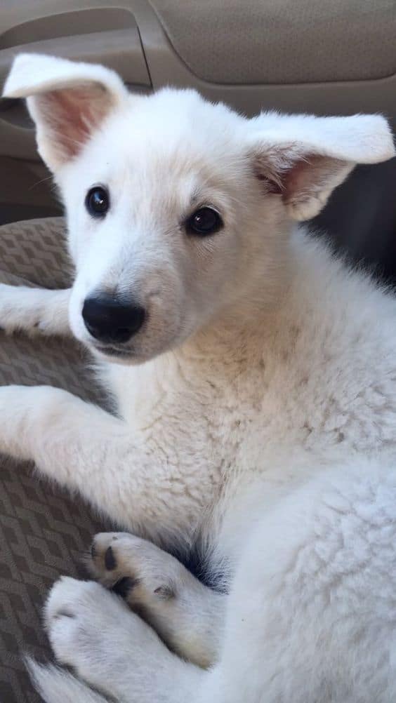 white german shepherd puppy with big ears