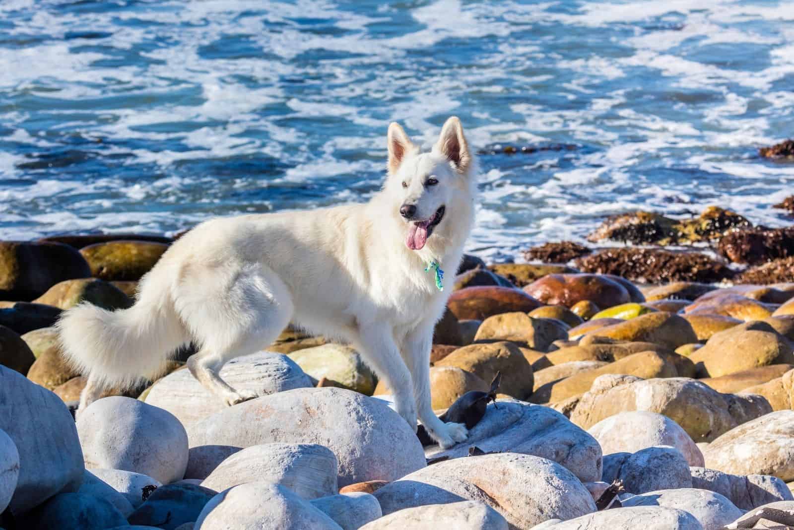 white german shepherd strolling near the body of water with rocky path