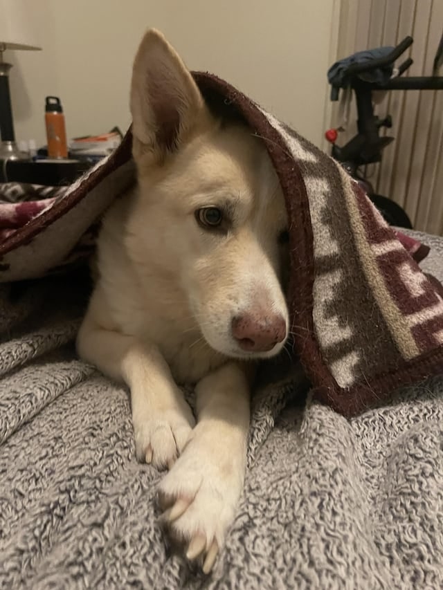 white german shepherd under the blanket