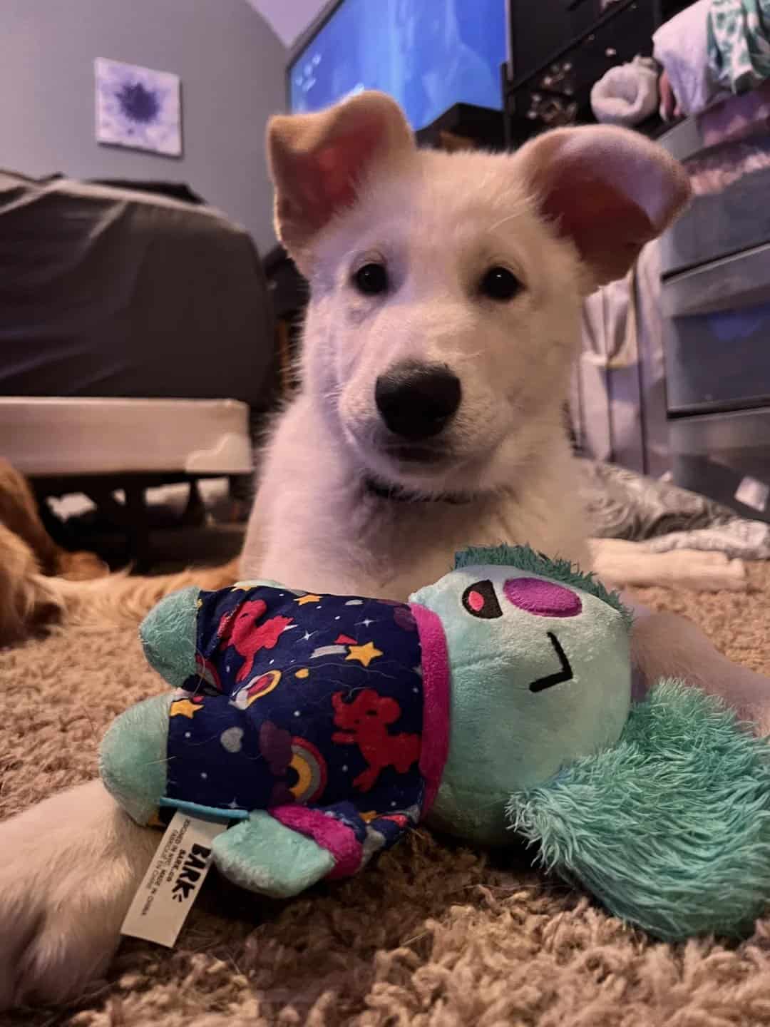 white german shepherd with toy