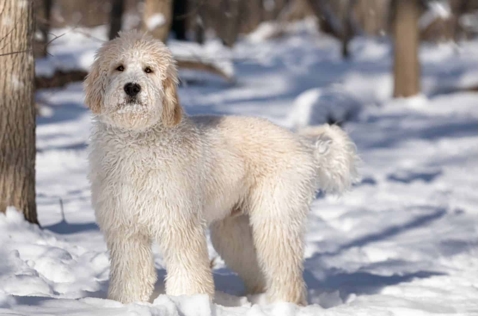 White Goldendoodle – What To Know Before Buying