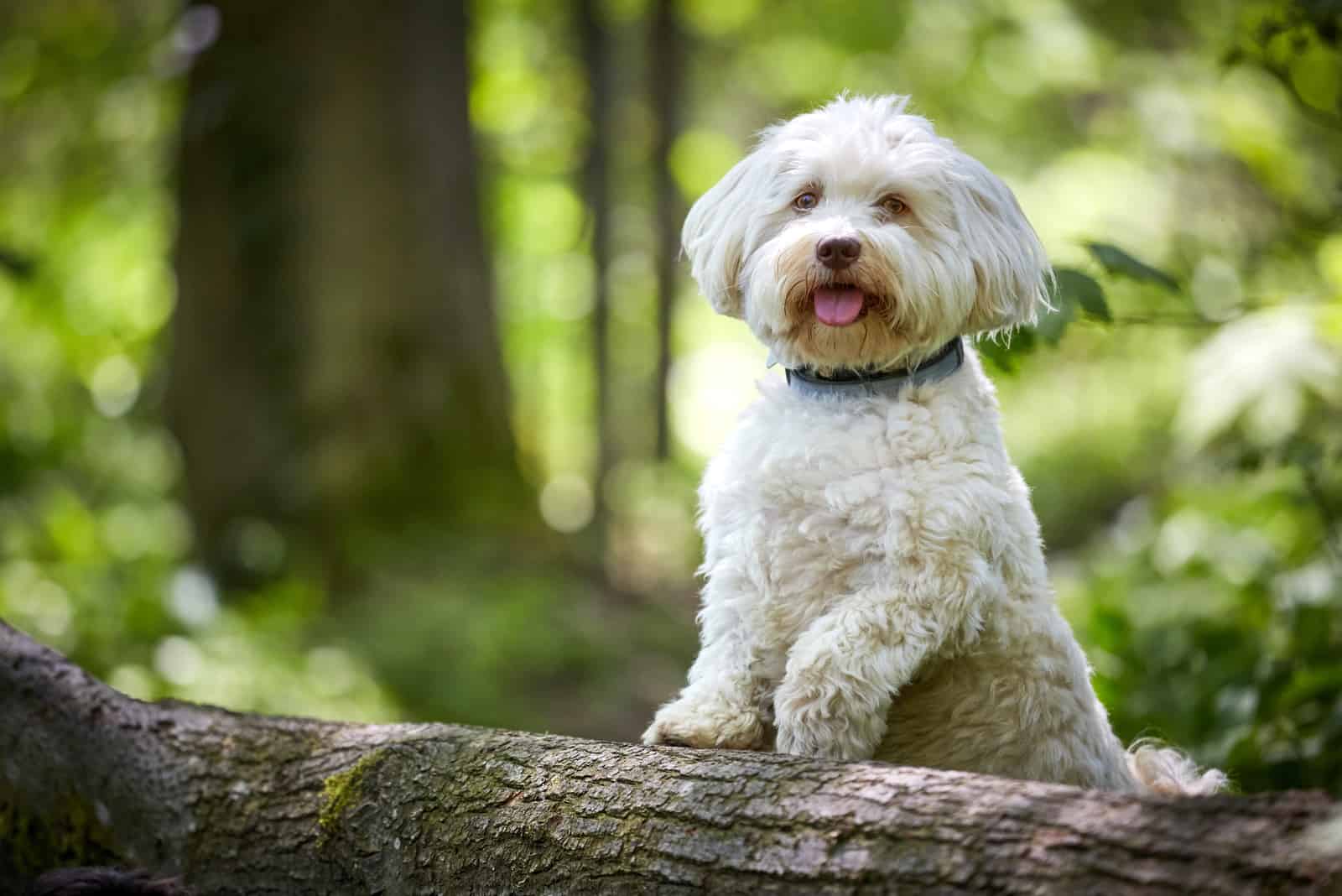 white havanese dog in nature