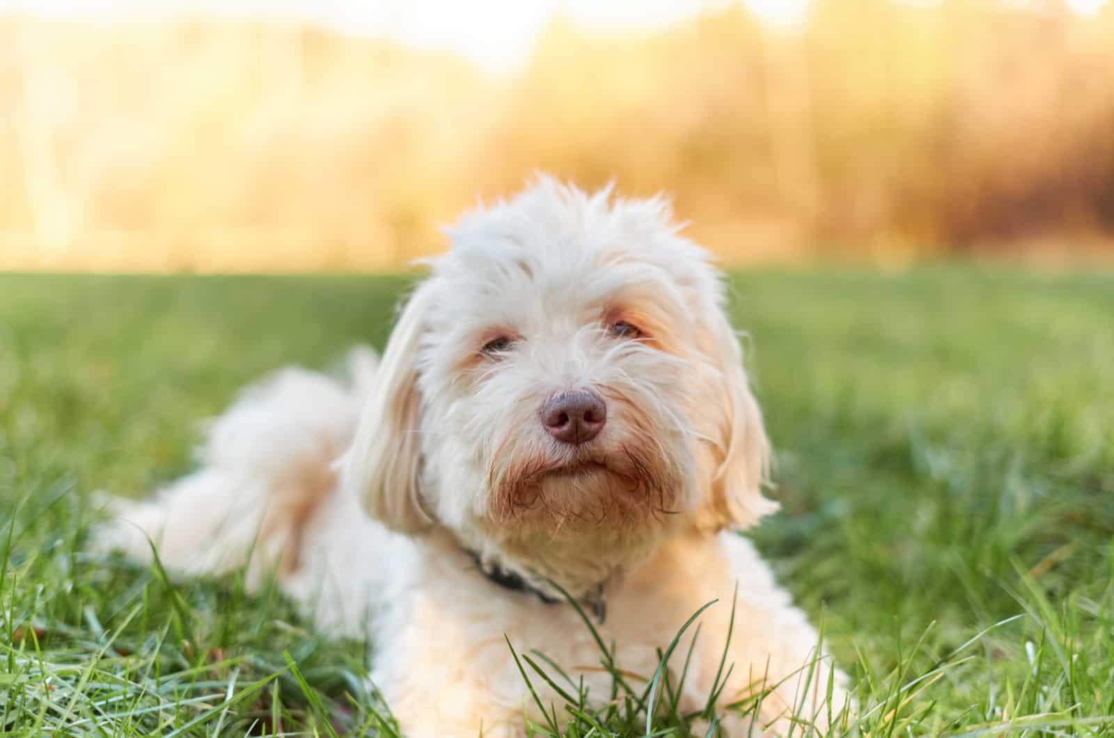 white havanese sitting in grass