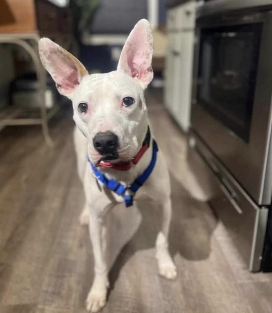 white healthy dog standing in the house