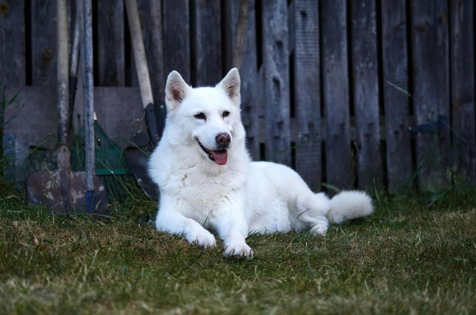 White Husky