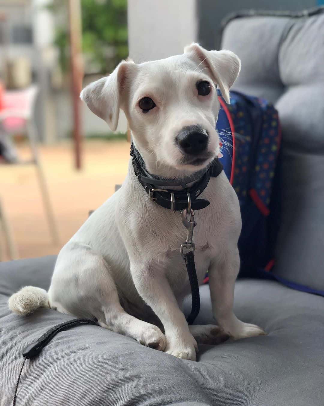 white jack russel terrier