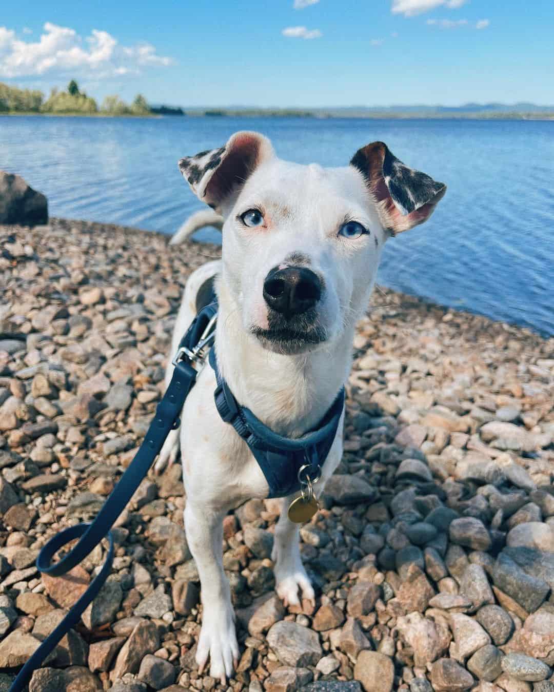 white jack russell dachshund mix