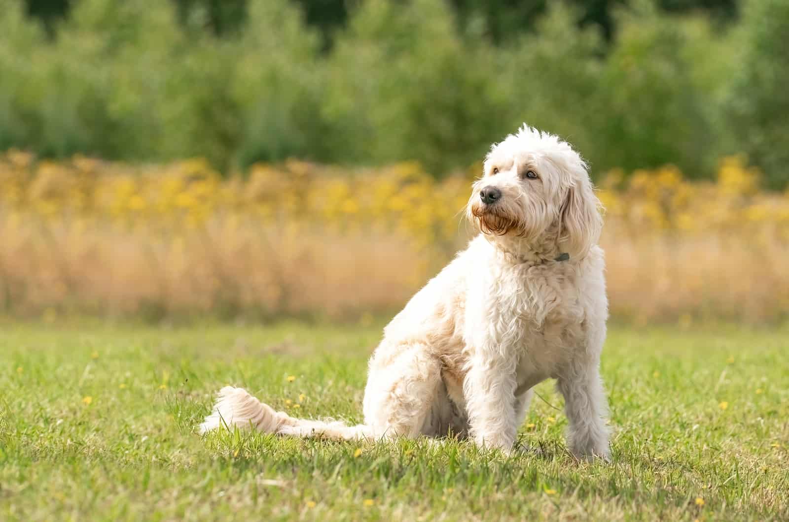 white labradoodle sitting outside