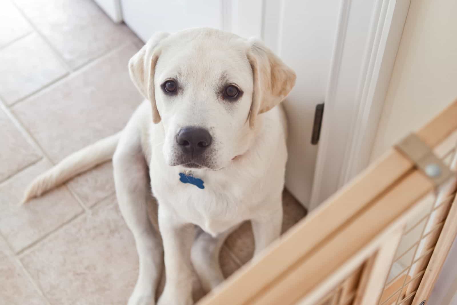 white labrador sitting behind the dog gate