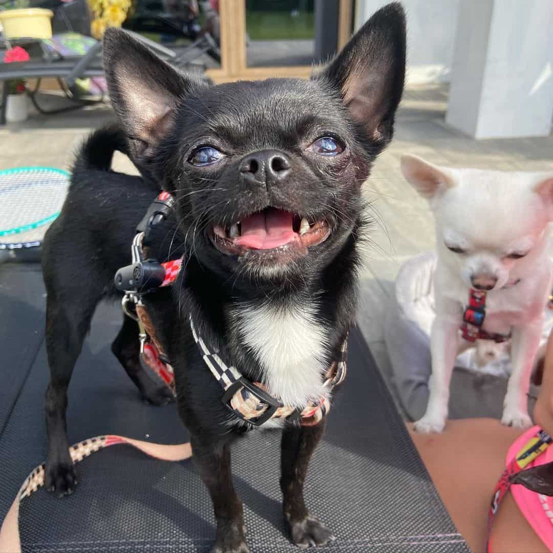 White Markings Chihuahua is standing and looking at the camera