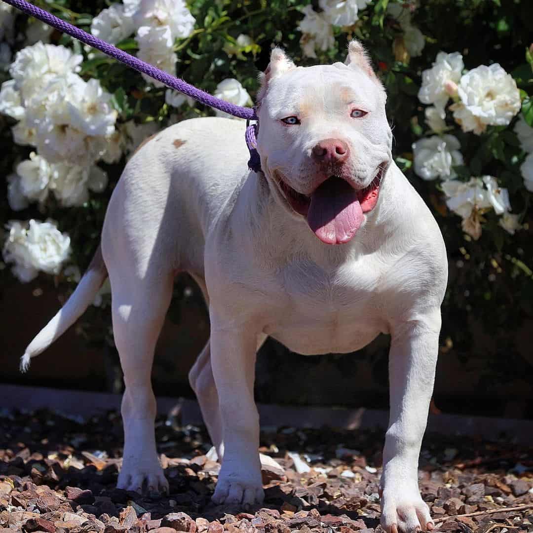 white pitbull dog