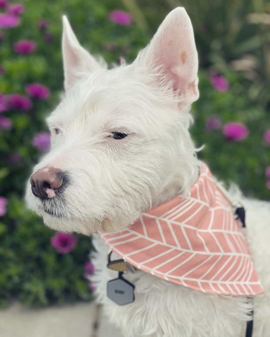 white Pitbull Poodle Mix