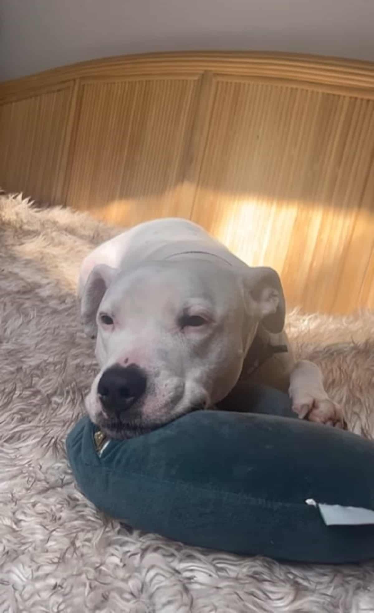 white pittie leaning head on a pillow while lying on the bed