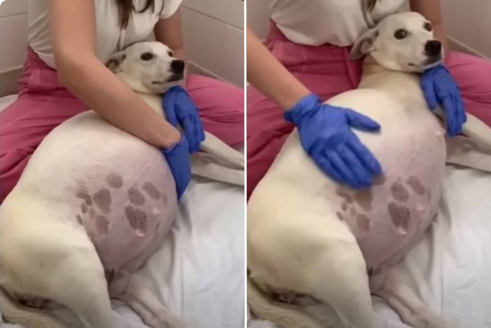 white pregnant female dog giving birth