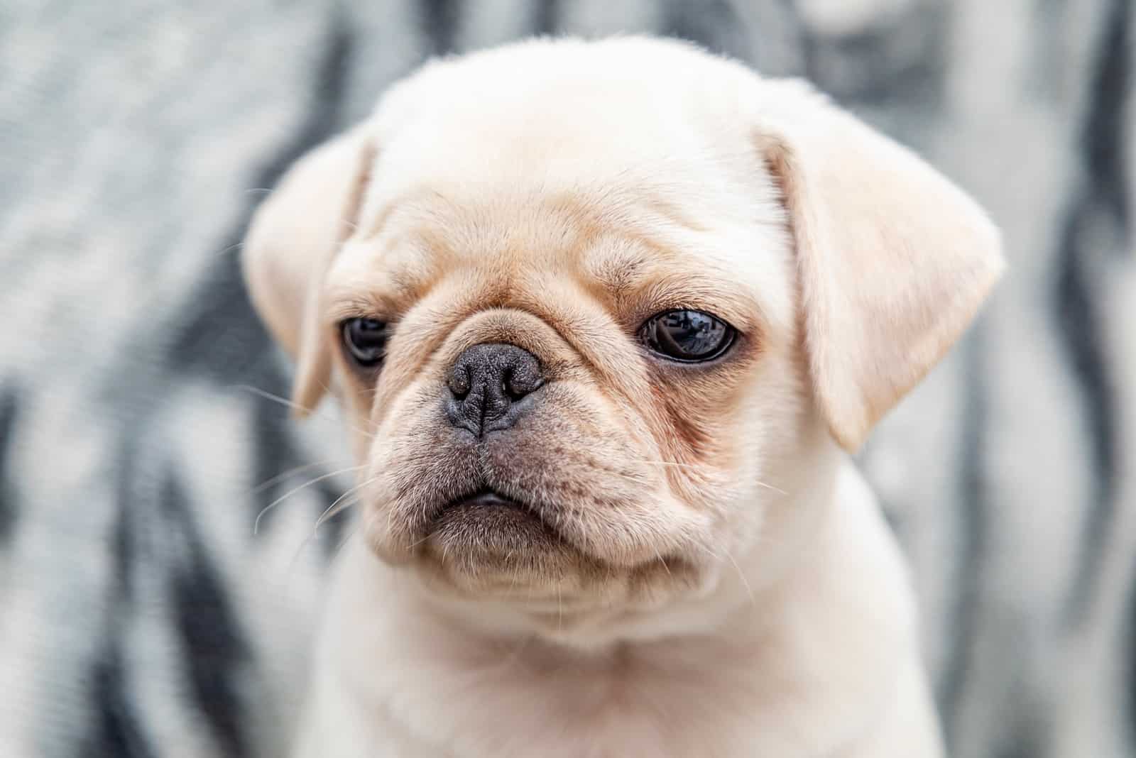 white pug puppy