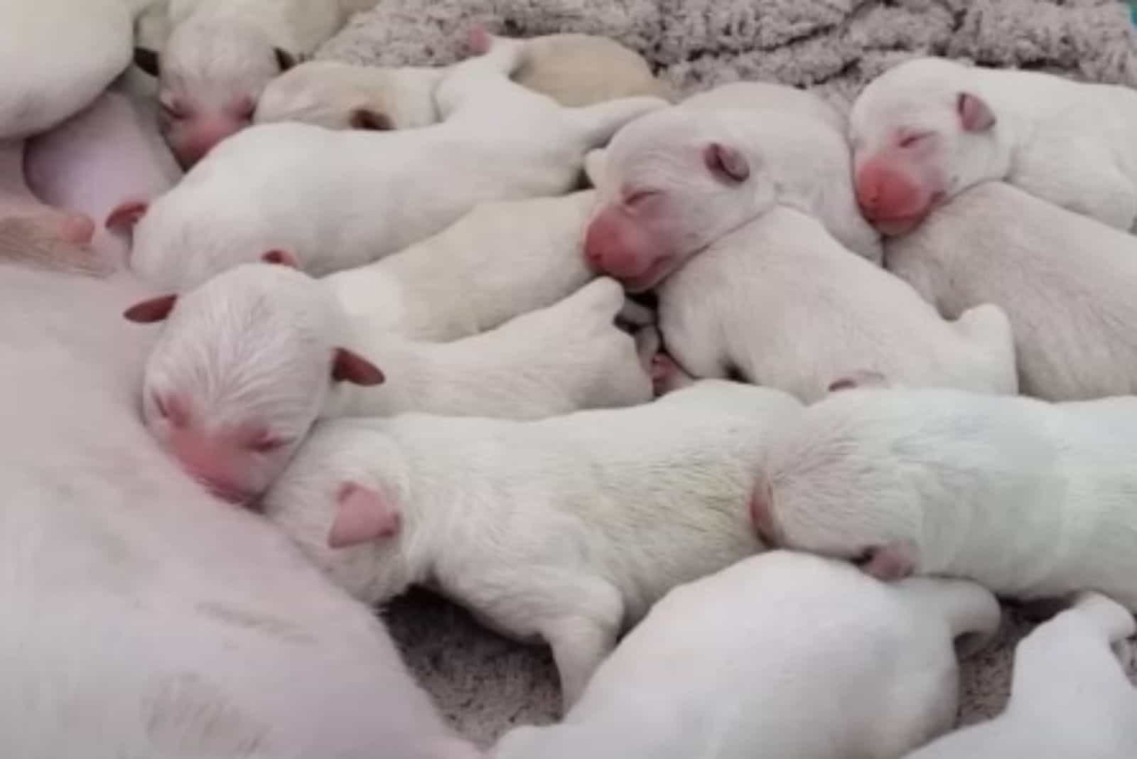 white puppies lying beside their mother