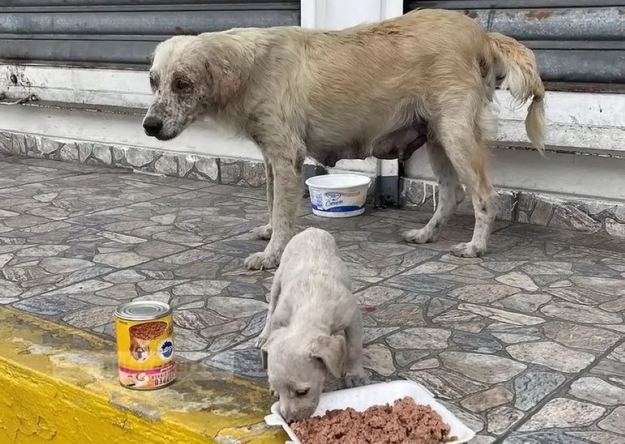 white puppy eating meat