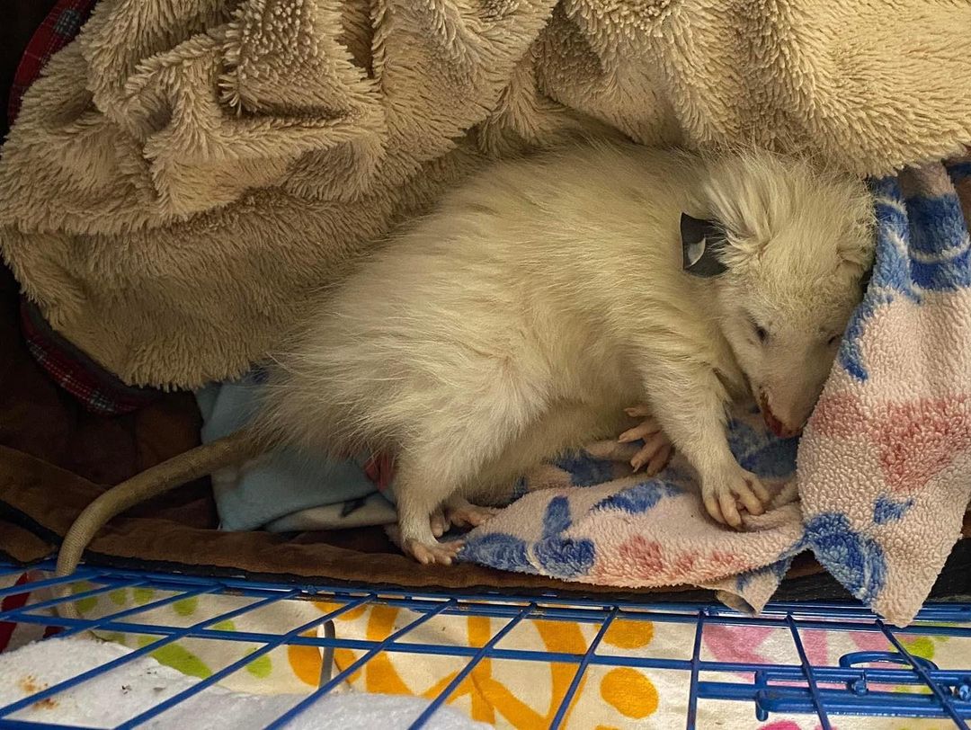 white rat sleeping