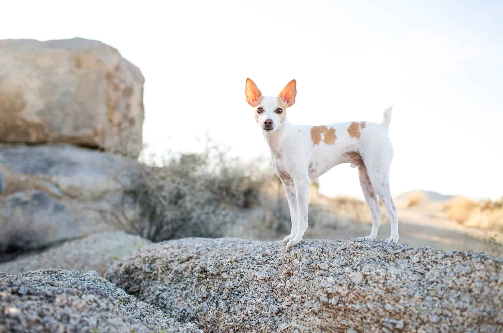 white rat terrier dog in nature