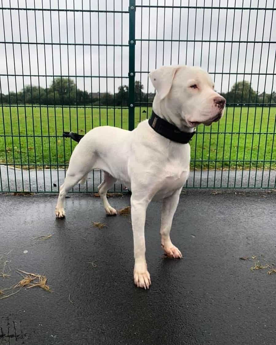 White Rottweiler looking into distance