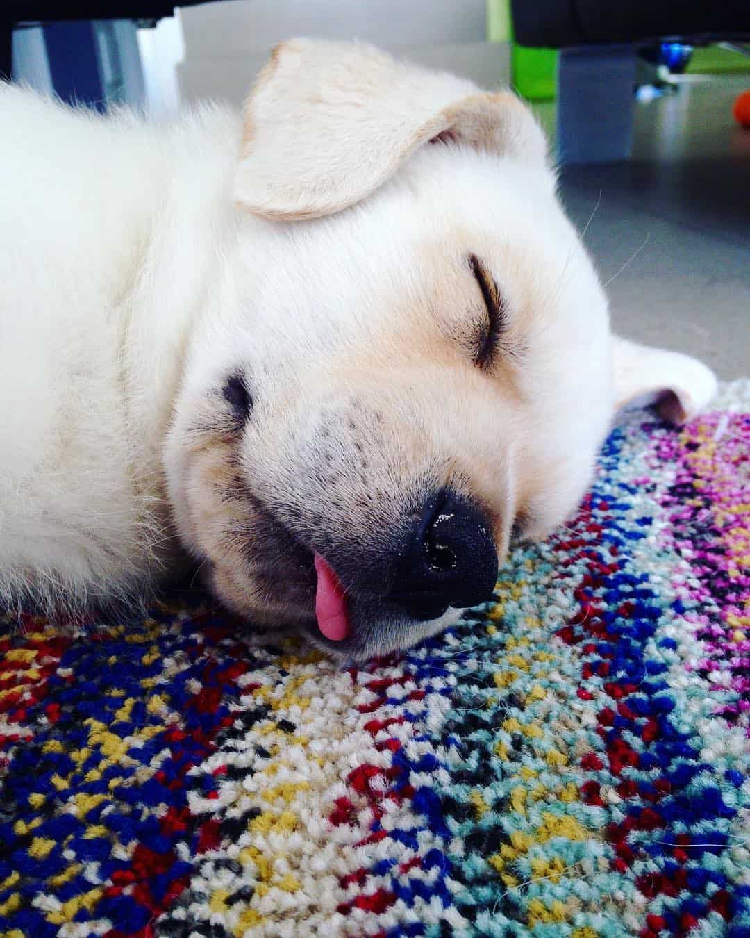 White Rottweiler puppy