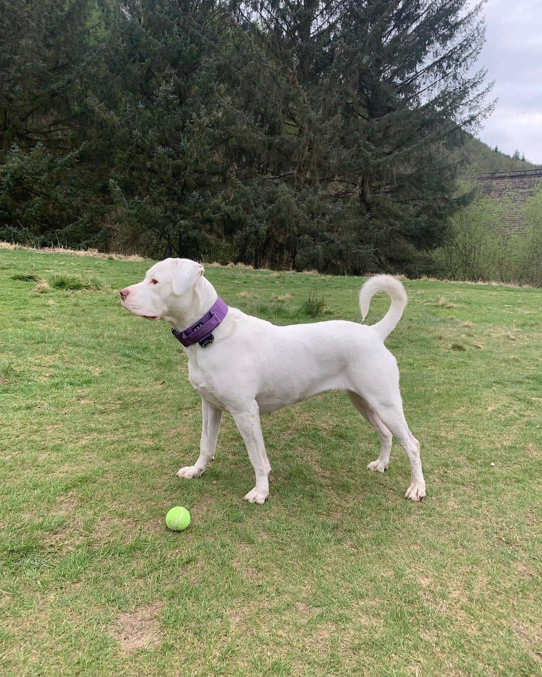 White Rottweiler standing outside