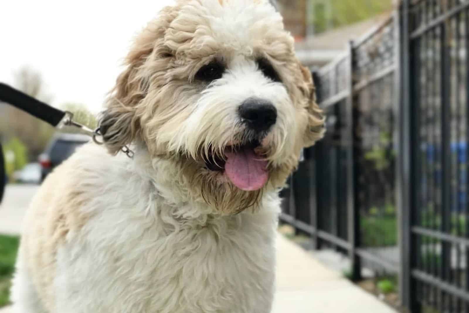 white saint berdoodle