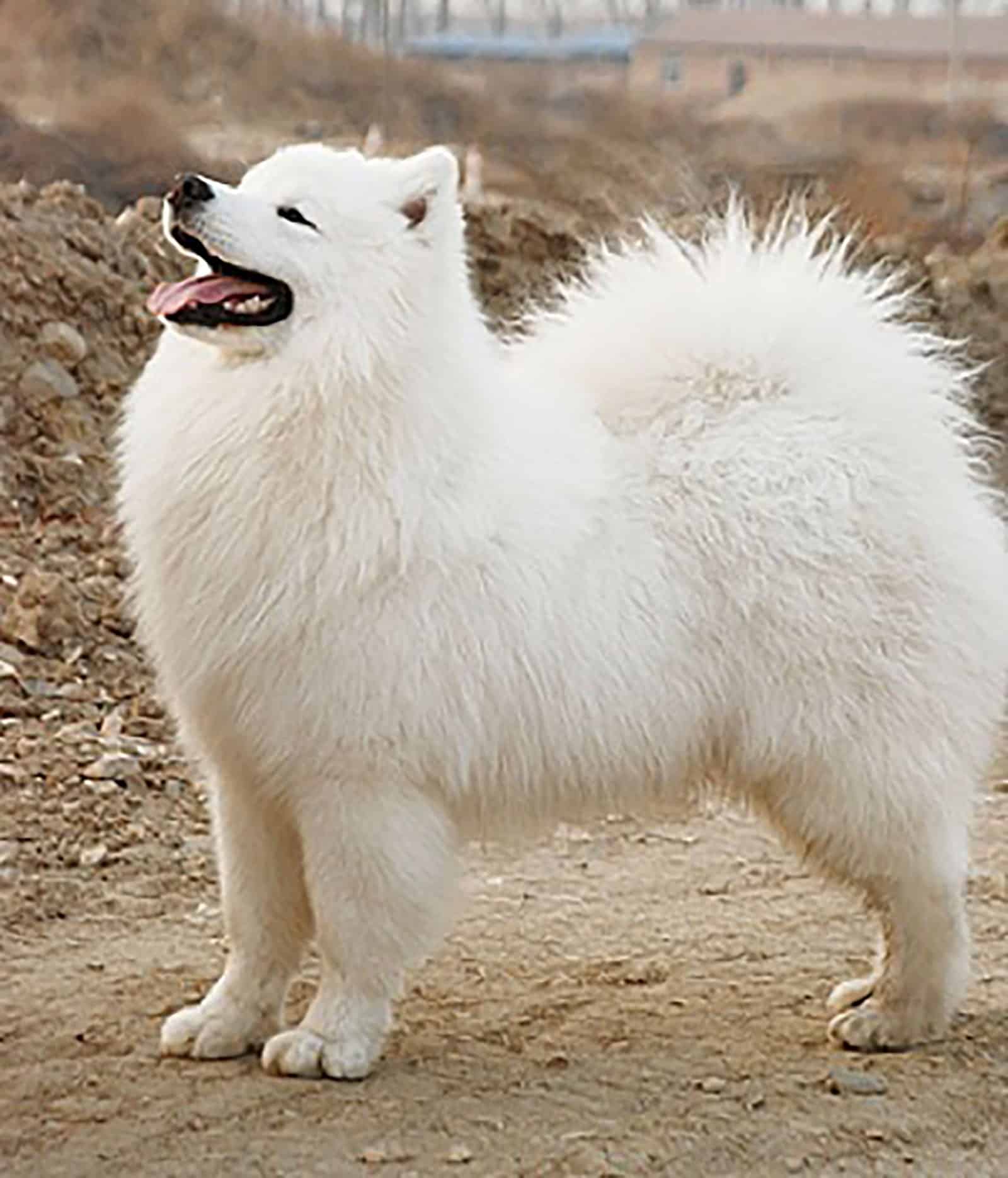 white samoyed pomeranian mix in nature