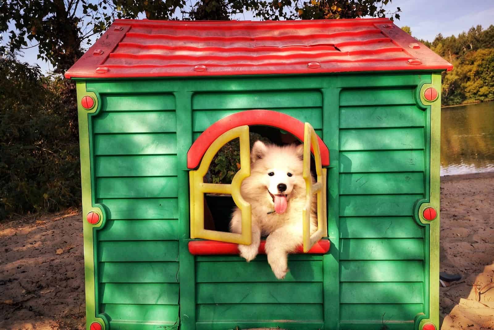 white samoyed puppy looking out at the window of the green dog house