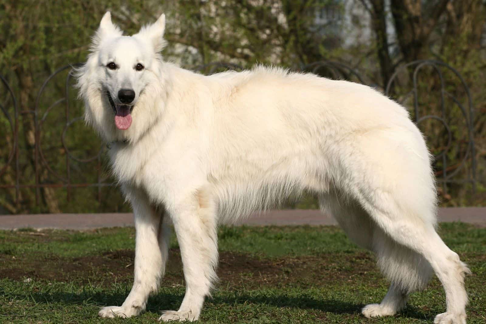 white shepherd standing in stance