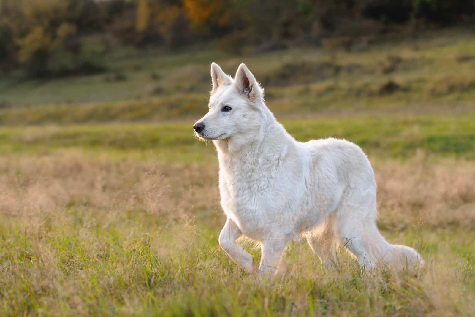 White Shepherds walks the field