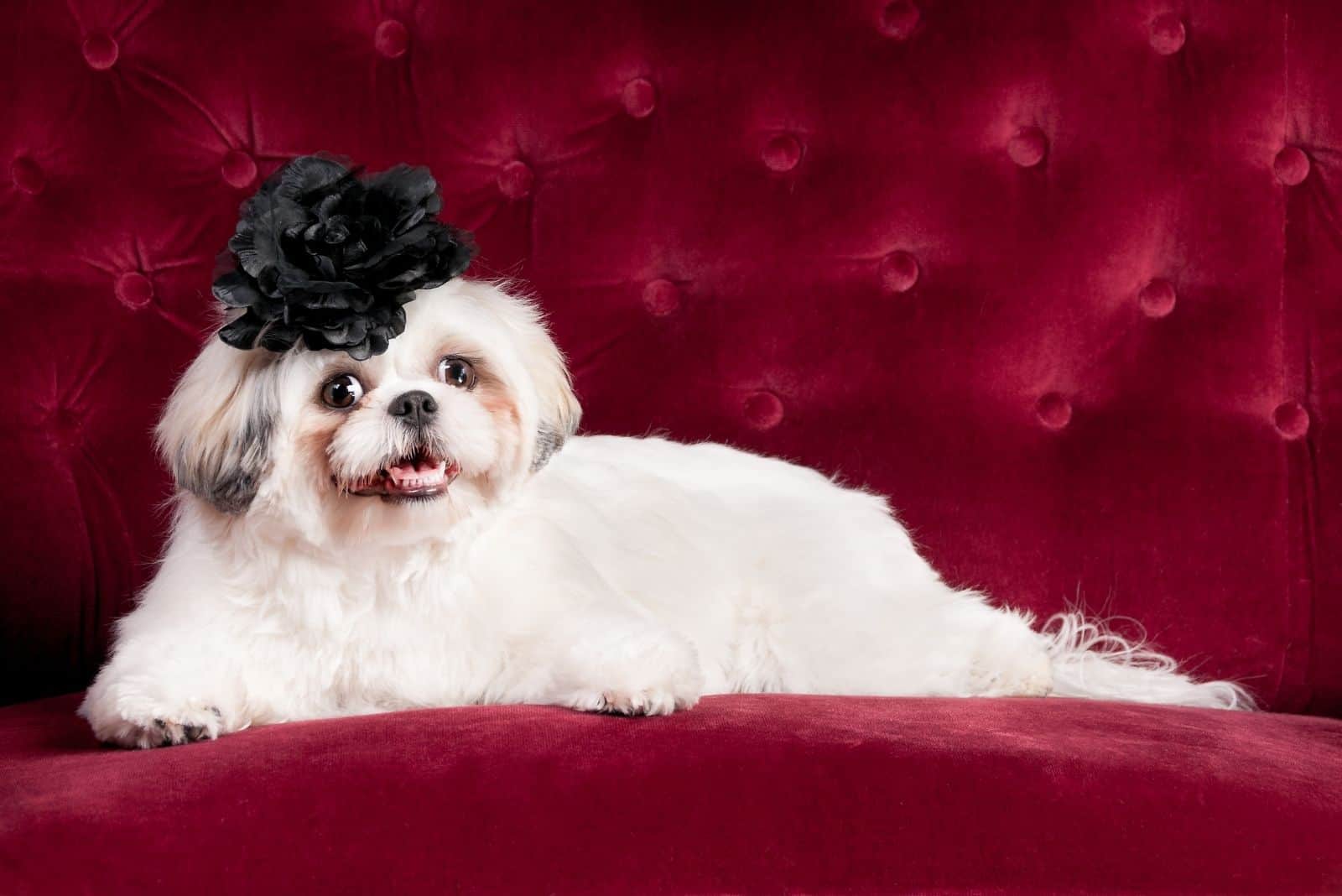 white shih tzu lying on red sofa panting