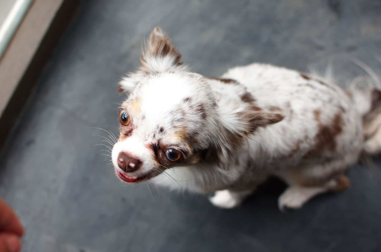 white spots on dog's nose