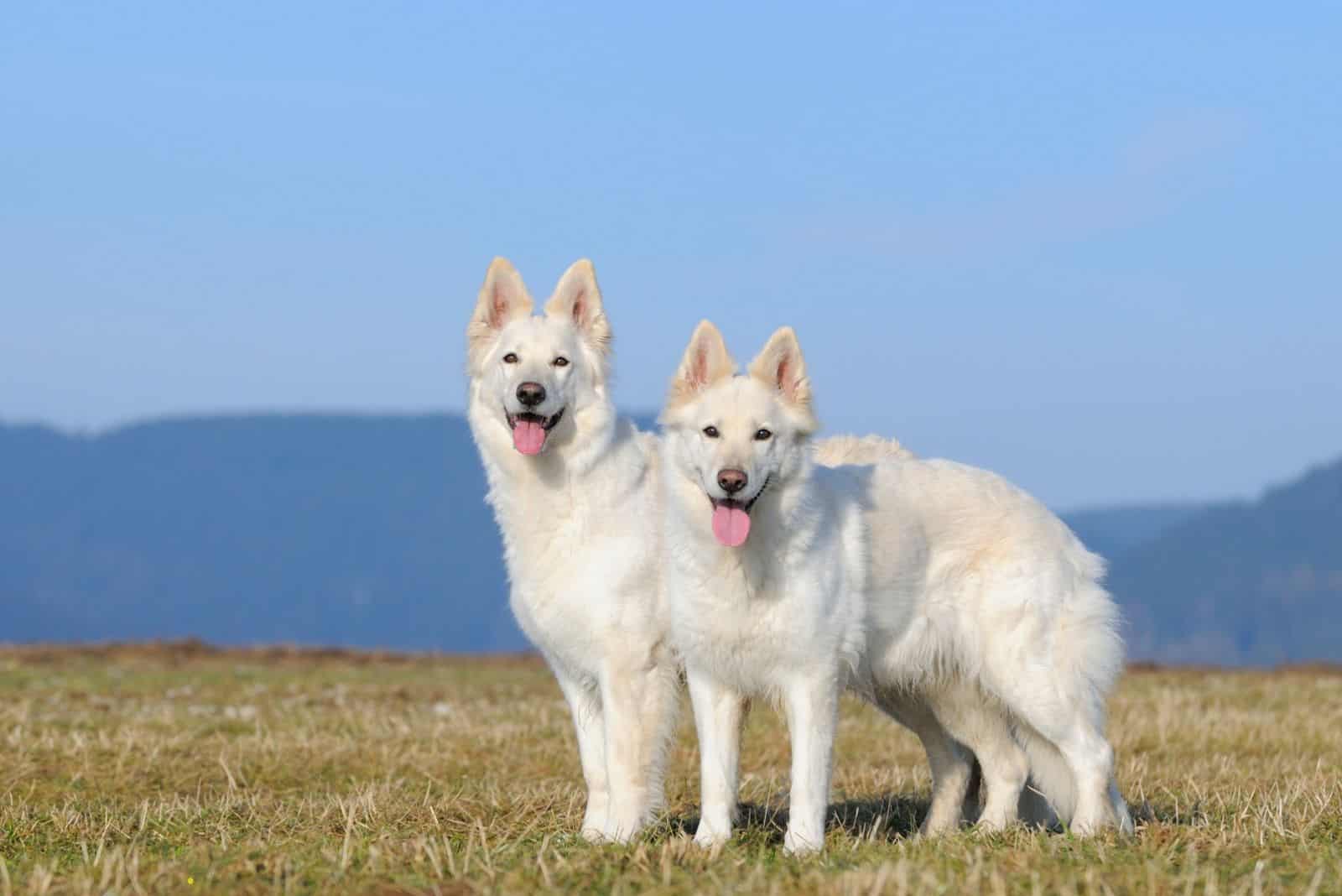 white swiss shepherd standing in the field near the mountains