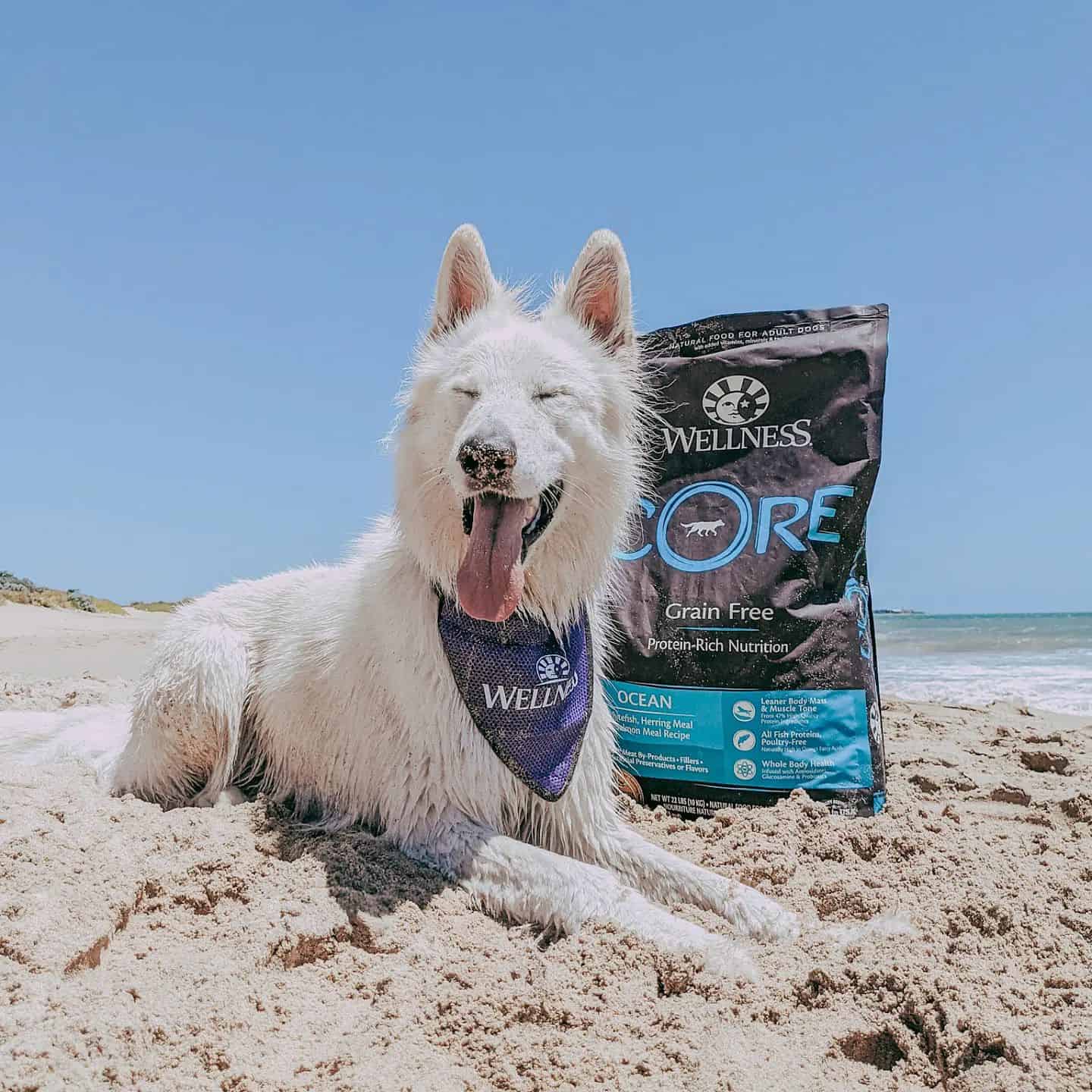 white swiss shephers on the beach with wellness pet food