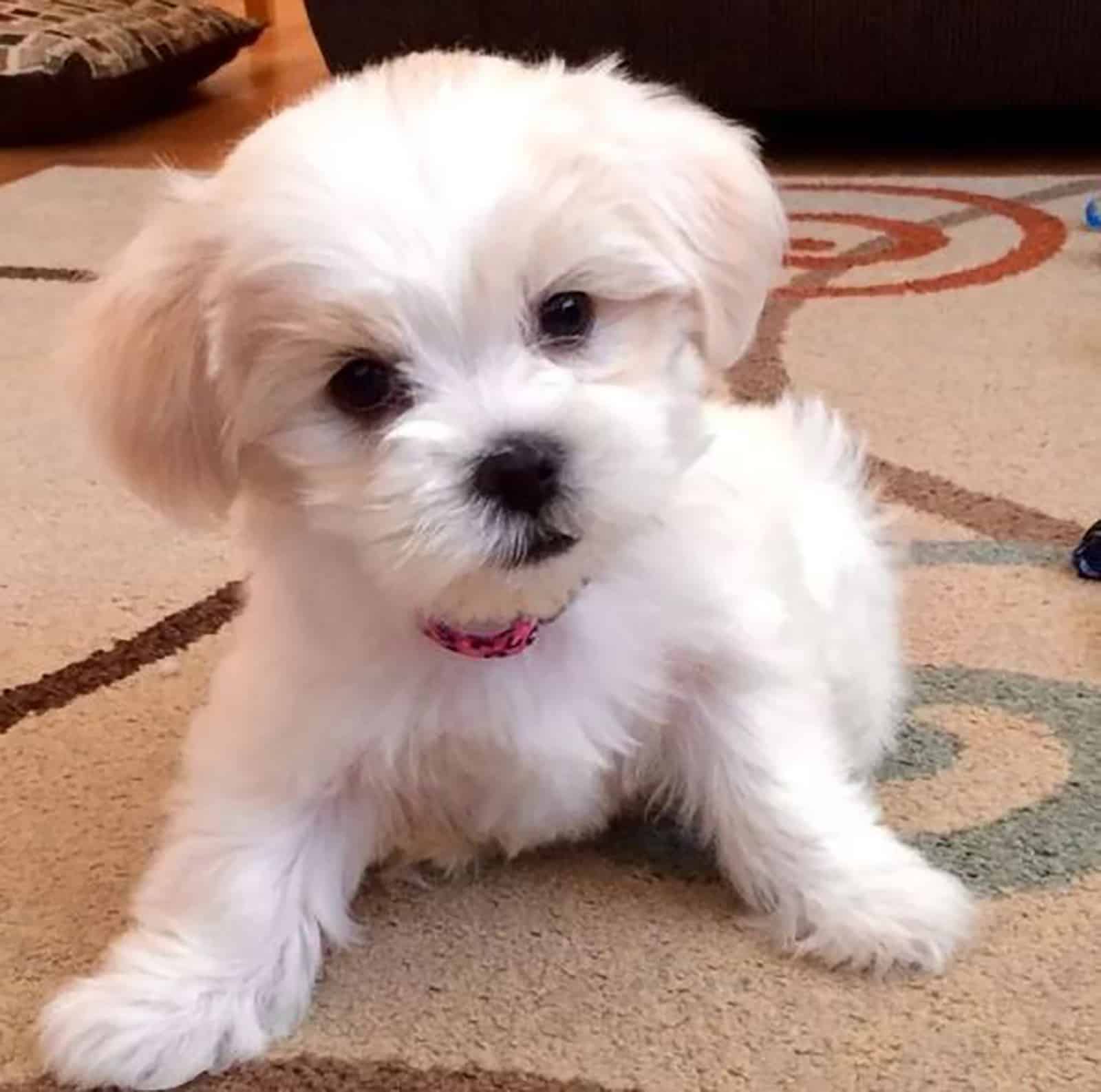 white teacup maltese sitting on the carpet