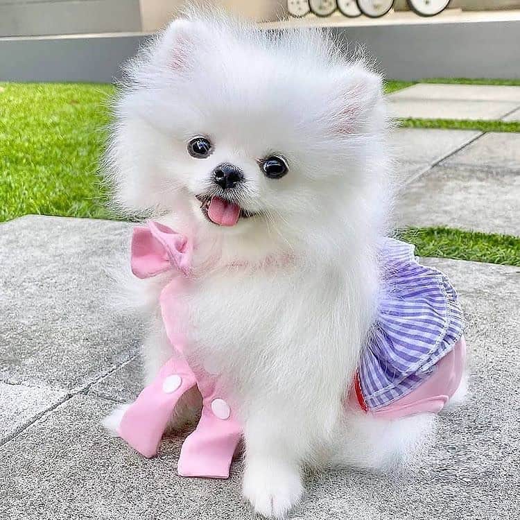 white teacup pomeranian