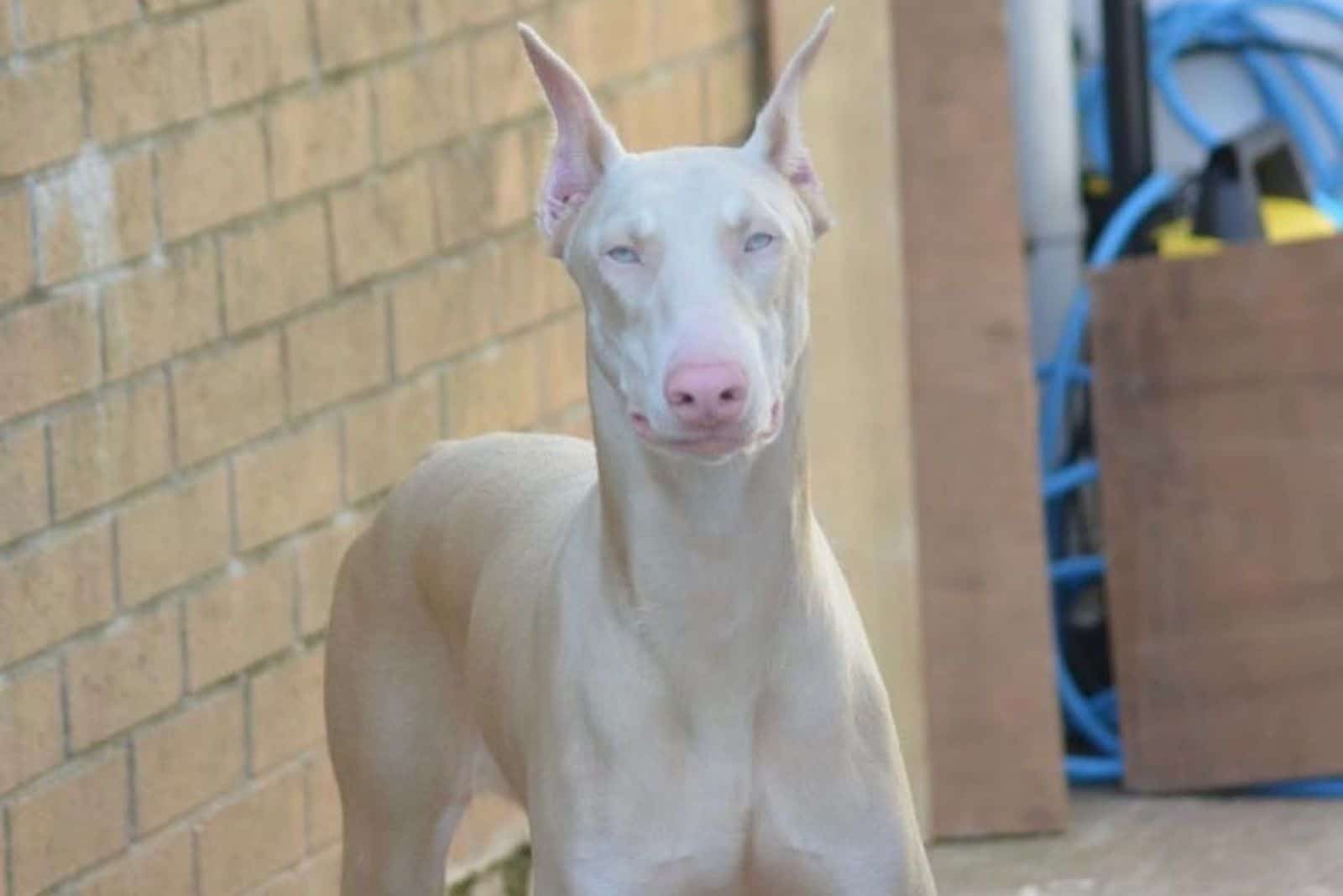 white vs albino doberman pinscher