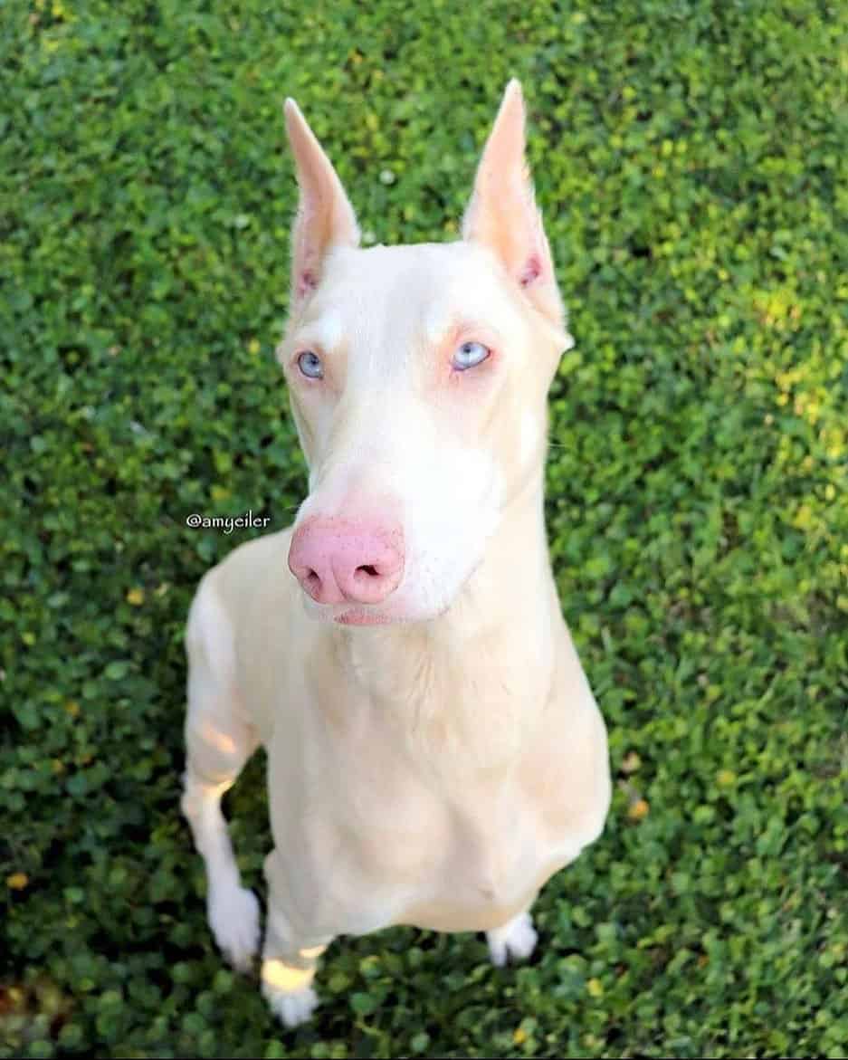 white vs albino doberman