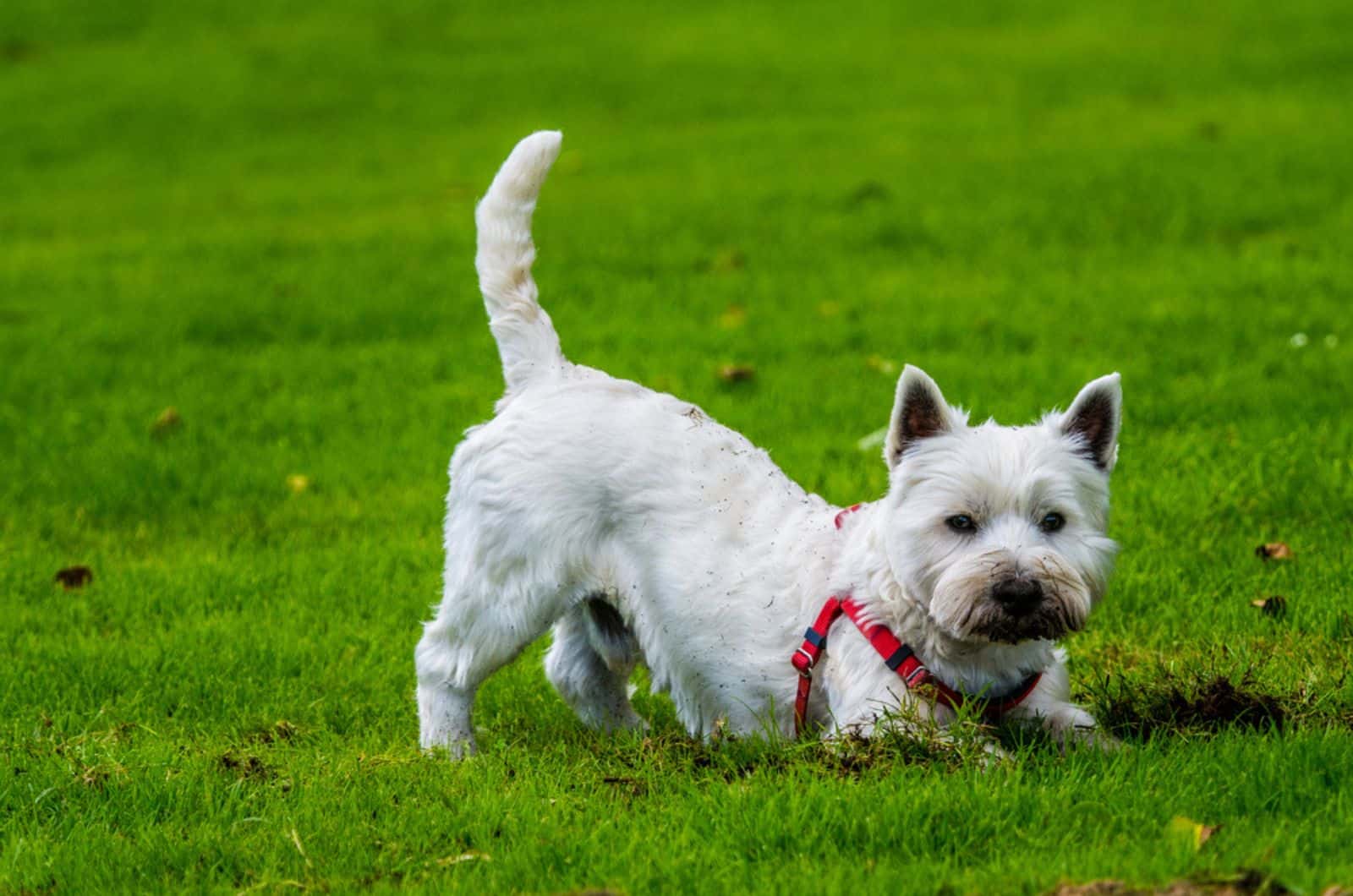 white west highland terrier digging in the garden