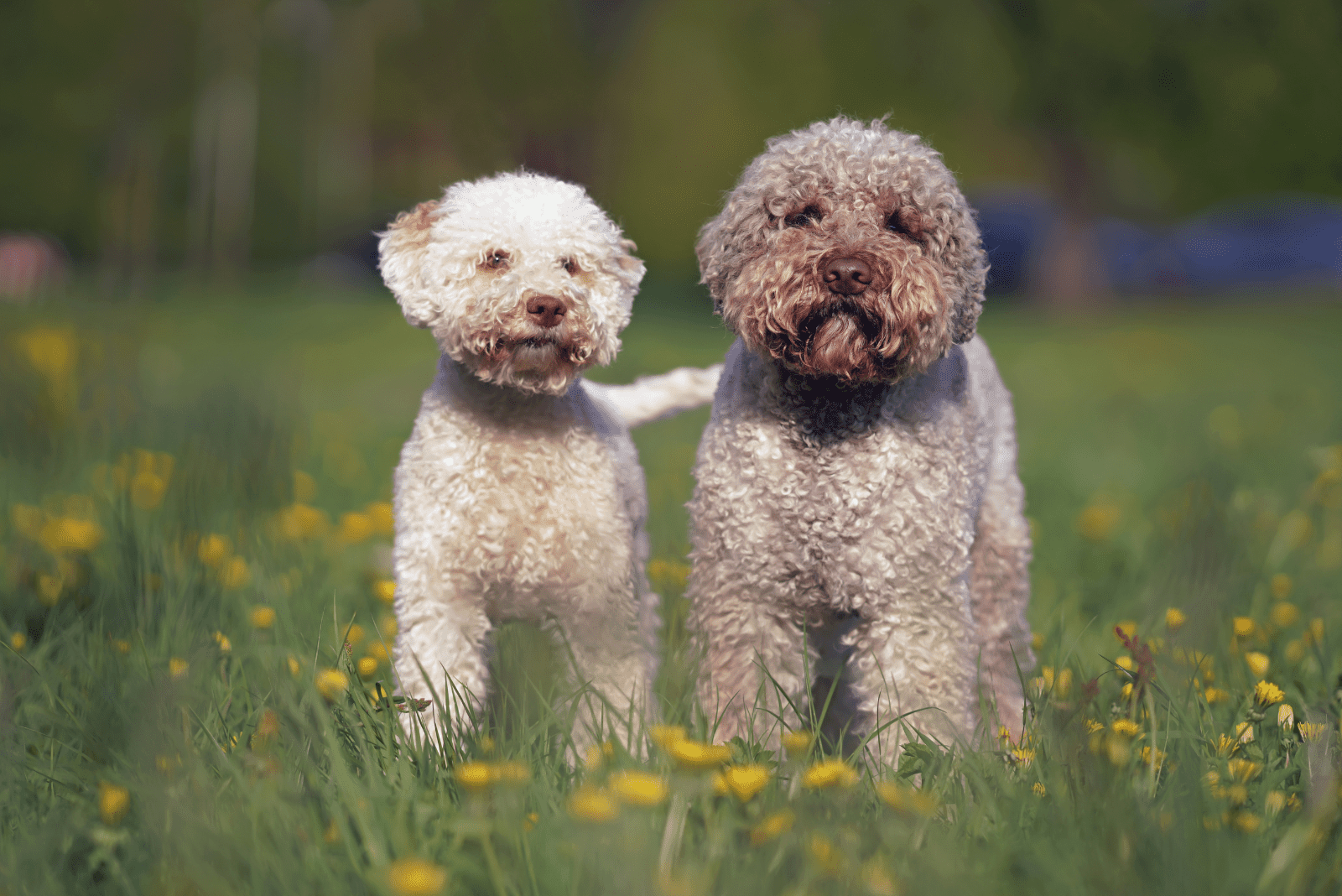 White With Orange Lagotto Romagnolo standing in the garden